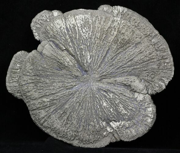 Large Pyrite Sun - Illinois #31167